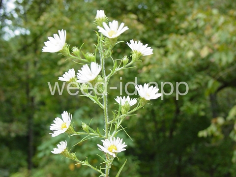 aster, white prairie